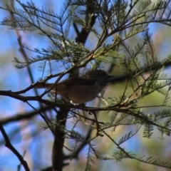 Acanthiza pusilla at Deakin, ACT - 17 Mar 2020