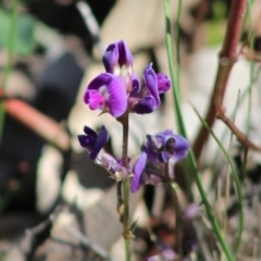 Glycine tabacina (Variable Glycine) at Deakin, ACT - 17 Mar 2020 by LisaH