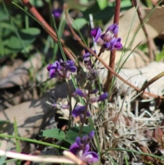 Glycine tabacina at Deakin, ACT - 17 Mar 2020 11:23 AM