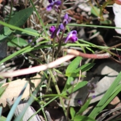 Glycine tabacina at Deakin, ACT - 17 Mar 2020