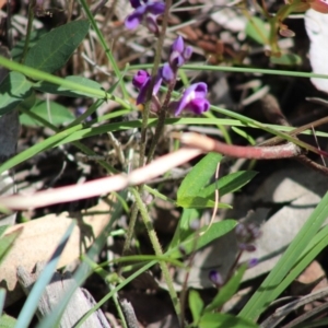 Glycine tabacina at Deakin, ACT - 17 Mar 2020 11:23 AM