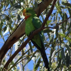 Polytelis swainsonii (Superb Parrot) at Deakin, ACT - 17 Mar 2020 by LisaH