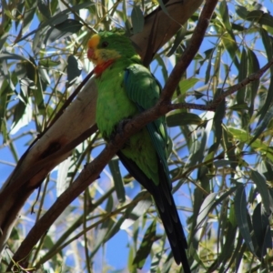 Polytelis swainsonii at Deakin, ACT - 17 Mar 2020