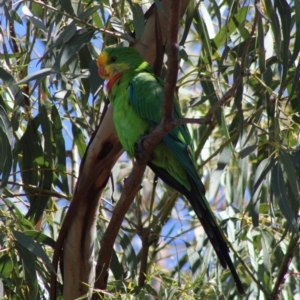 Polytelis swainsonii at Deakin, ACT - 17 Mar 2020