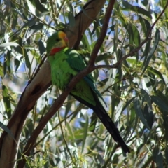 Polytelis swainsonii at Deakin, ACT - 17 Mar 2020