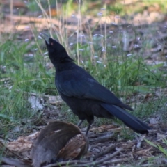 Corcorax melanorhamphos (White-winged Chough) at Red Hill to Yarralumla Creek - 19 Mar 2020 by LisaH