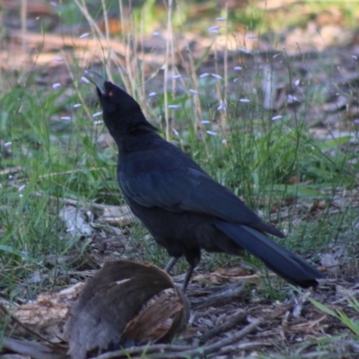 Corcorax melanorhamphos (White-winged Chough) at Hughes, ACT - 19 Mar 2020 by LisaH