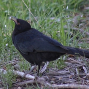 Corcorax melanorhamphos at Hughes, ACT - 19 Mar 2020 06:22 PM