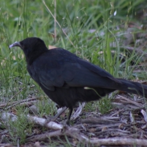 Corcorax melanorhamphos at Hughes, ACT - 19 Mar 2020 06:22 PM