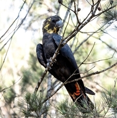 Calyptorhynchus lathami lathami (Glossy Black-Cockatoo) at Wingecarribee Local Government Area - 19 Mar 2020 by Aussiegall