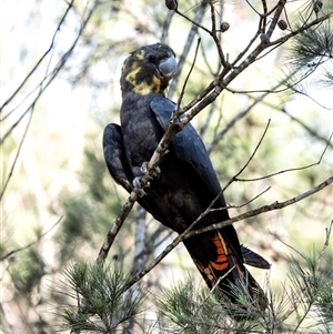 Calyptorhynchus lathami lathami at Wingello, NSW - suppressed