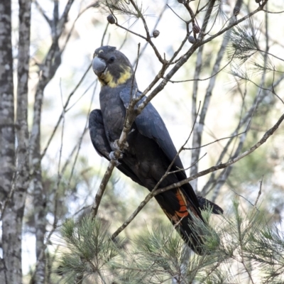 Calyptorhynchus lathami lathami (Glossy Black-Cockatoo) at Wingecarribee Local Government Area - 19 Mar 2020 by Aussiegall