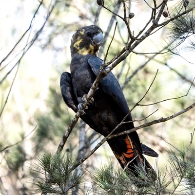 Calyptorhynchus lathami (Glossy Black-Cockatoo) at Wingello - 19 Mar 2020 by Aussiegall