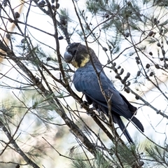 Calyptorhynchus lathami lathami at Wingello, NSW - suppressed