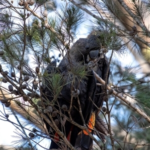 Calyptorhynchus lathami lathami at Wingello, NSW - suppressed