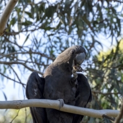 Calyptorhynchus lathami lathami at Wingello, NSW - 19 Mar 2020
