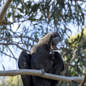 Calyptorhynchus lathami at Wingello, NSW - 19 Mar 2020