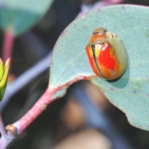 Paropsisterna sp. (genus) at Kosciuszko National Park, NSW - 12 Mar 2020
