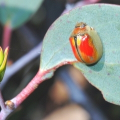 Paropsisterna sp. (genus) (A leaf beetle) at Kosciuszko National Park, NSW - 11 Mar 2020 by Harrisi