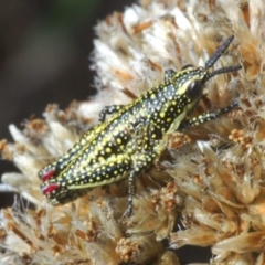 Yeelana pavonina (Colourful Yeelana) at Kosciuszko National Park, NSW - 11 Mar 2020 by Harrisi