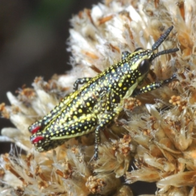 Yeelana pavonina (Colourful Yeelana) at Kosciuszko National Park - 11 Mar 2020 by Harrisi