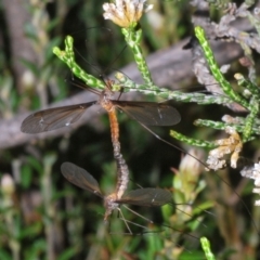 Leptotarsus (Macromastix) costalis (Common Brown Crane Fly) at Kosciuszko National Park, NSW - 11 Mar 2020 by Harrisi