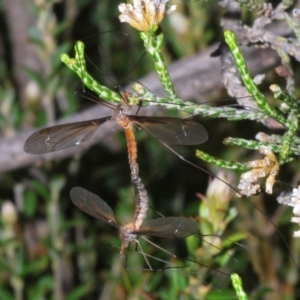 Leptotarsus (Macromastix) costalis at Kosciuszko National Park, NSW - 11 Mar 2020 06:05 PM