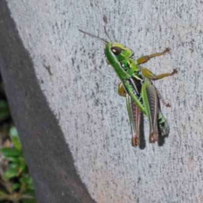 Kosciuscola cognatus (A grasshopper) at Kosciuszko National Park, NSW - 11 Mar 2020 by Harrisi