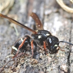 Eumeninae (subfamily) (Unidentified Potter wasp) at Kosciuszko National Park, NSW - 11 Mar 2020 by Harrisi