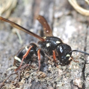 Eumeninae (subfamily) at Kosciuszko National Park, NSW - 12 Mar 2020