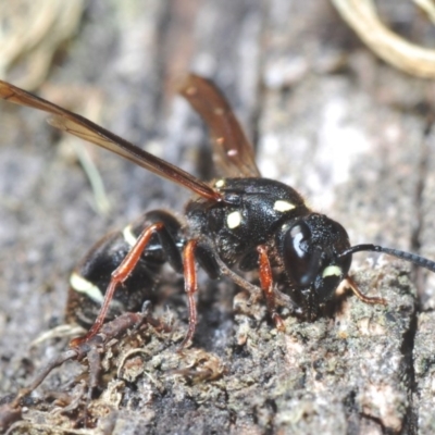 Eumeninae (subfamily) (Unidentified Potter wasp) at Charlotte Pass - Kosciuszko NP - 11 Mar 2020 by Harrisi