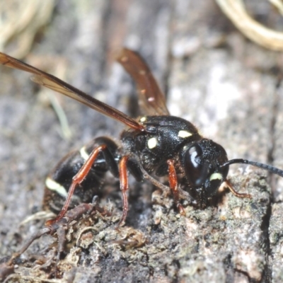 Eumeninae (subfamily) (Unidentified Potter wasp) at Kosciuszko National Park, NSW - 12 Mar 2020 by Harrisi