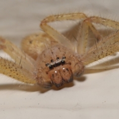 Neosparassus sp. (genus) (Unidentified Badge huntsman) at Evatt, ACT - 19 Mar 2020 by TimL