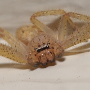 Neosparassus sp. (genus) at Evatt, ACT - 19 Mar 2020