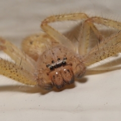 Unidentified Huntsman spider (Sparassidae) (TBC) at Evatt, ACT - 19 Mar 2020 by TimL