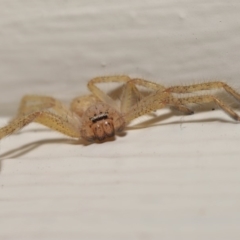 Neosparassus sp. (genus) at Evatt, ACT - 19 Mar 2020