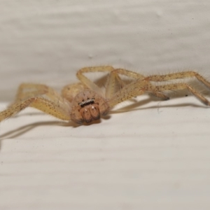 Neosparassus sp. (genus) at Evatt, ACT - 19 Mar 2020