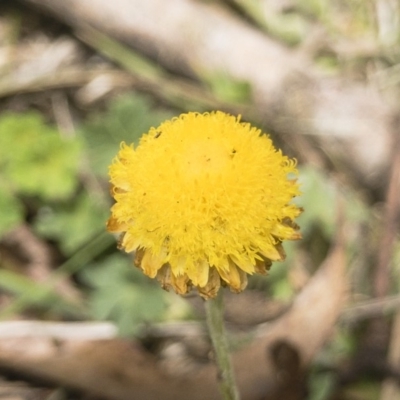 Coronidium monticola (Mountain Button Everlasting) at Jerangle, NSW - 23 Jan 2020 by Illilanga