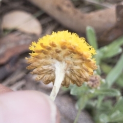 Coronidium monticola at Gourock National Park - 23 Jan 2020