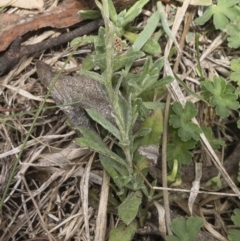 Coronidium monticola at Gourock National Park - 23 Jan 2020