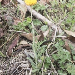 Coronidium monticola at Gourock National Park - 23 Jan 2020