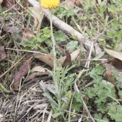 Coronidium monticola at Gourock National Park - 23 Jan 2020 01:02 PM