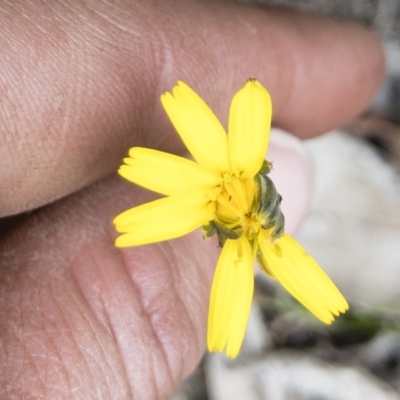 Hypochaeris radicata (Cat's Ear, Flatweed) at Gourock National Park - 23 Jan 2020 by Illilanga