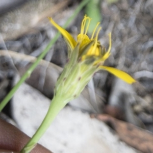 Hypochaeris radicata at Gourock National Park - 23 Jan 2020