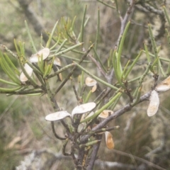 Hakea microcarpa (Small-fruit Hakea) at Jerangle, NSW - 23 Jan 2020 by Illilanga