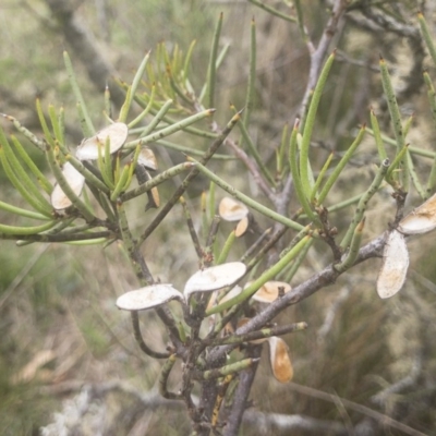 Hakea microcarpa (Small-fruit Hakea) at Gourock National Park - 23 Jan 2020 by Illilanga