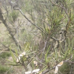 Hakea microcarpa at Gourock National Park - 23 Jan 2020 01:28 PM