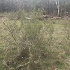 Hakea microcarpa at Gourock National Park - 23 Jan 2020 01:28 PM