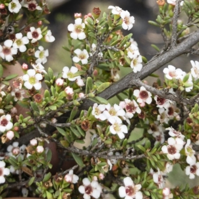 Leptospermum myrtifolium (Myrtle Teatree) at Gourock National Park - 23 Jan 2020 by Illilanga