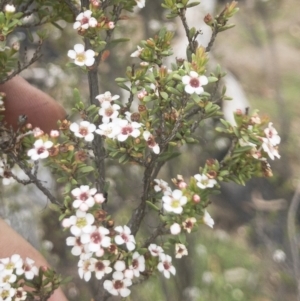 Leptospermum myrtifolium at Jerangle, NSW - 23 Jan 2020